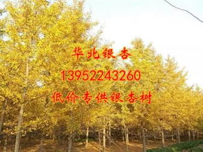 邳州市华北银杏苗木合作社热卖促销，优质花木苗木批量供应