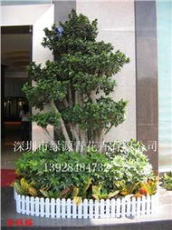 春节家居好选择 广东省深圳市绿源青花卉年宵花盆栽推荐