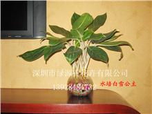 走进广东省深圳市绿源青花卉 年宵花与盆栽的绿色世界