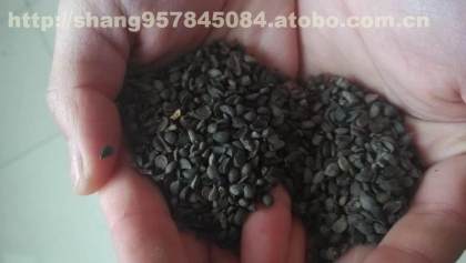 辛集市益园苗木合作社 热销花木果苗的质价双优之选