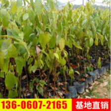 花卉苗木种植 从选种到繁茂的全面指南