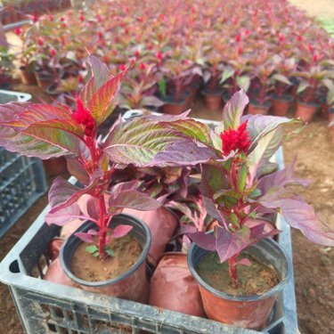 绿意生金 现代农业苗木花卉种植及销售项目全解析