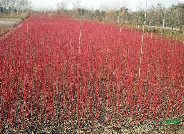 苏北花卉超平苗木种植基地 绿色经济与生态建设双赢的典范