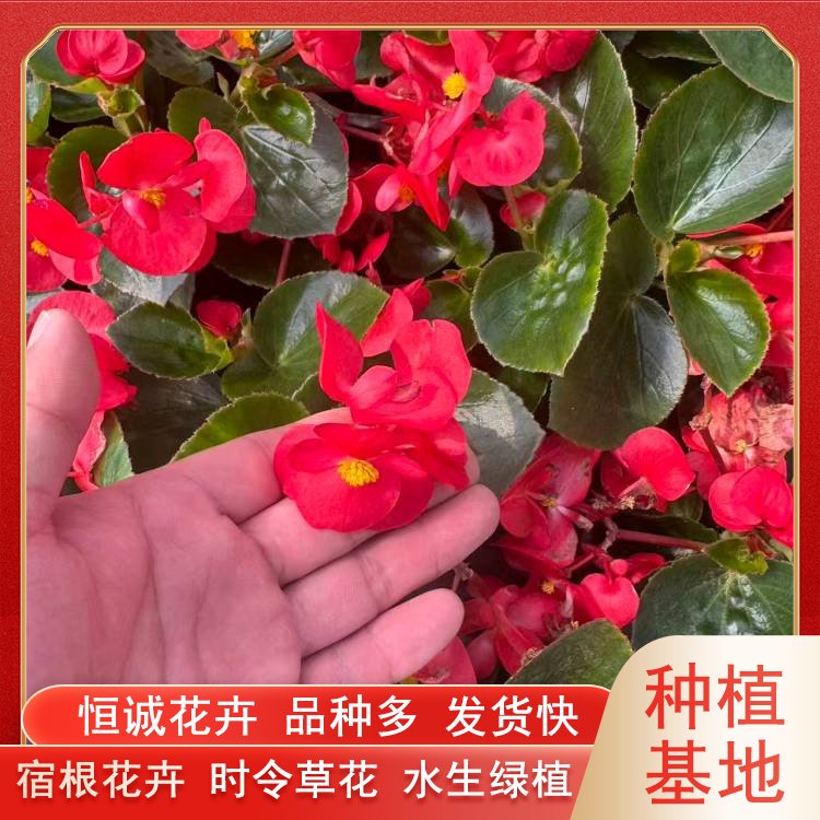 河北省花卉苗木批发与种植指南