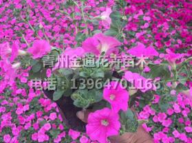 青州市金通花卉苗木专业合作社 热卖促销助力种植新选择
