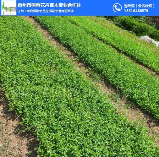 春意盎然——花木种植与苗木销售的致富经